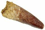 Fossil Spinosaurus Tooth - Real Dinosaur Tooth #286713-1